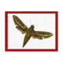 Deilephila celerio postcard