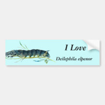 Deilephila elpenor caterpillar bumper sticker