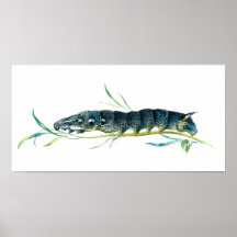 Deilephila elpenor caterpillar posters