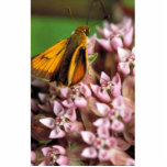Delaware skipper on Common milkweed photo sculptures