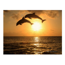 Delfin 3 post card