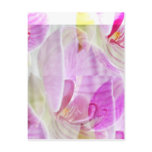 Delicate and Beautiful Orchid Floral Post Cards
