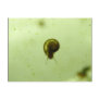 Delicate Aquatic Snail Post Cards