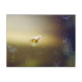 Delicate Aquatic Snail Post Cards