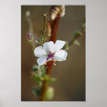 "Delicate Beauty" posters