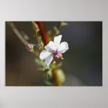 "Delicate Beauty" posters