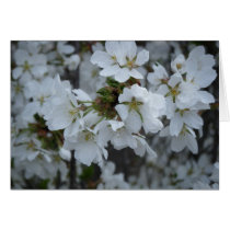 "Delicate Blossoms" Cards