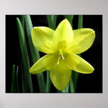 Delicate Daffodil Print