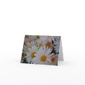 Delicate Daisies Note Card