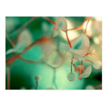 Delicate Drop Post Card