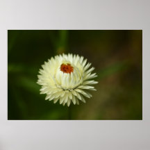 Delicate Everlasting Flower Poster