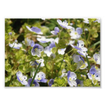 Delicate Floral 7x5 Photographic Print
