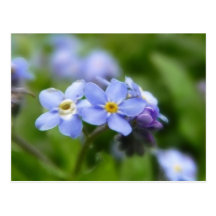 Delicate Forget Me Not Flowers Postcard