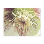 Delicate Hellebore Blossom postcards