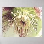 Delicate Hellebore Blossom posters