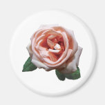 Delicate Peach-Coloured Rose Magnet