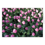 Delicate Pink and lilac Tulips Card