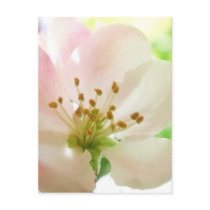 Delicate Pink Apple Blossom Postcards