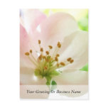 Delicate Pink Apple Blossom postcards