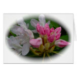 Delicate Pink Azaleas Greeting Cards