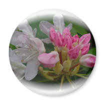 Delicate Pink Azaleas Magnets