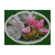 Delicate Pink Azaleas Post Card