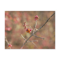 Delicate postcard