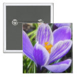 Delicate Purple Striped Crocus Pinback Button
