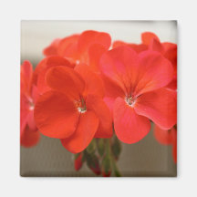 Delicate Red Geranium Floral Magnet