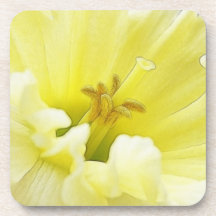 Delicate Spring Daffodil Drink Coasters