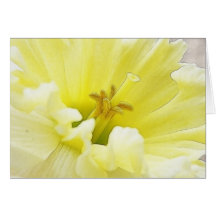 Delicate Spring Daffodil Greeting Card
