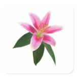 Delicate Stargazer Lily Sticker