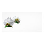 Delicate White Orchids Photo Cards