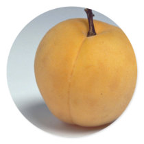 Delicious Apricot Round Sticker