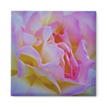 Delicious rose and meaning magnets