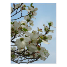 Delightful Dogwoods Postcard
