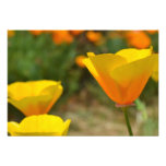 Delightful Spring R.S.V.P. Personalized Invites