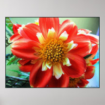 Delightfully Dahlia Poster