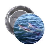 Delphinus delphis pin