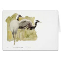 Demoiselle Cranes cards