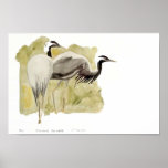 Demoiselle Cranes
