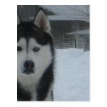 Demon Nija Sybirski Postcards