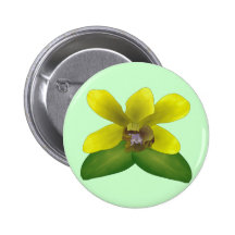 Dendrobium Orchid Buttons