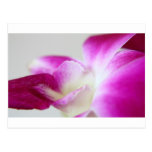 Dendrobium Orchid Postcards