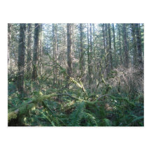 Dense Forest Post Cards