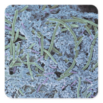 Dental plaque, coloured scanning electron sticker
