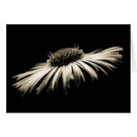 Depth of Purity Greeting Cards