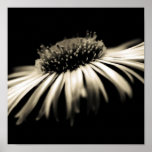 Depth of Purity Poster