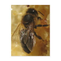 Description Description A worker black bee ( Apis