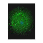 Description HIV-1 particles assembling at the surf postcards